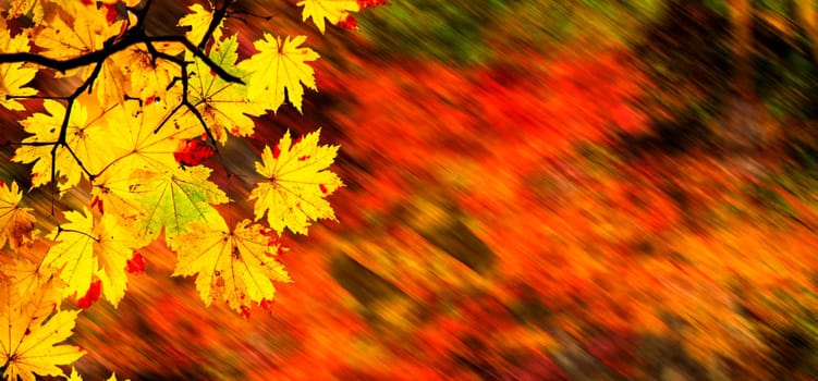 The easy picture beautiful maple autumn landscape background