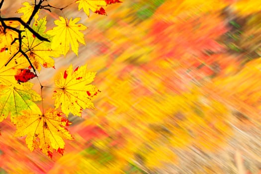 The easy picture beautiful maple autumn landscape background