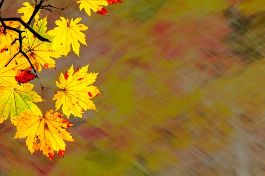 The easy picture beautiful maple autumn landscape background