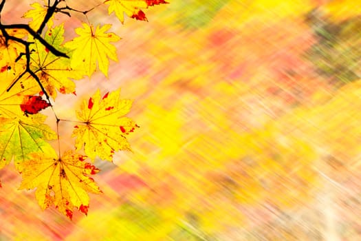 The easy picture beautiful maple autumn landscape background