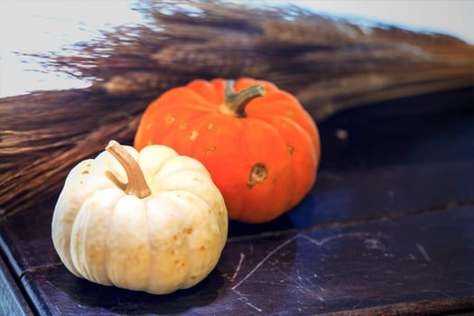 The Autumn Pumpkin Thanksgiving Background - orange pumpkins