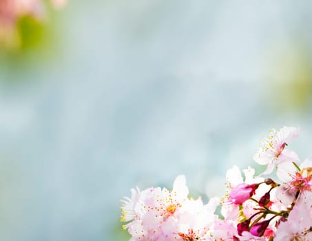 The Cherry blossom , pink sakura flower isolated in white background