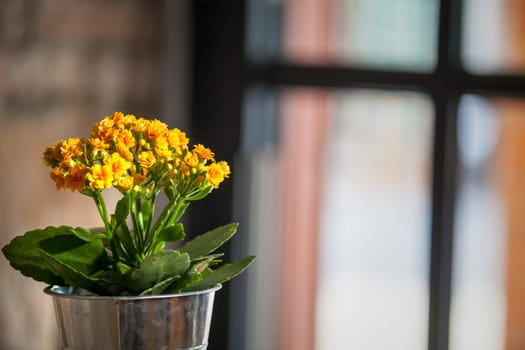 The beautiful flower beside the window with nice color
