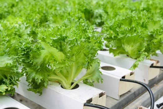 Hydroponic Fillie Iceburg leaf lettuce vegetables plantation in aquaponics system