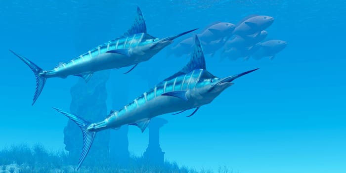 Two Marlin swim together past some underwater ruins  to find their favorite prey.
