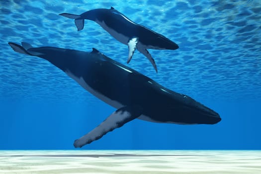 A Humpback calf swims close to his mother in clear tropical ocean waters.