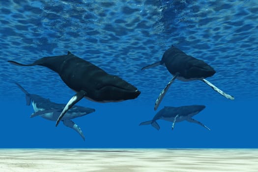 A pod of Humpback whales swim together on their migration to nothern ocean waters to feed.
