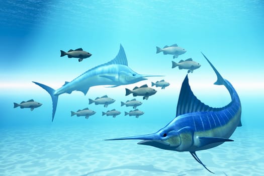 Two Blue Marlin circle around and wait for an opportunity to strike a school of fish.