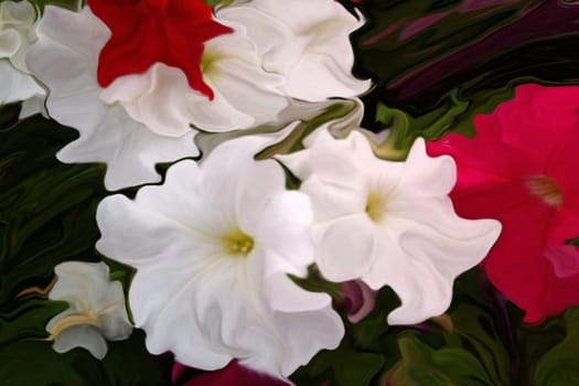 Delicate red and white Petunia flowers are a delite for the eye.