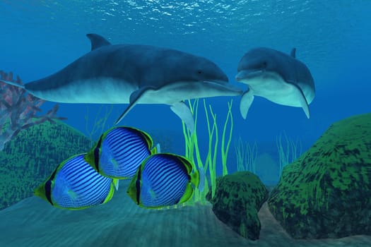 Three Emperor angelfish swim away from two eager Dolphins looking for a meal.