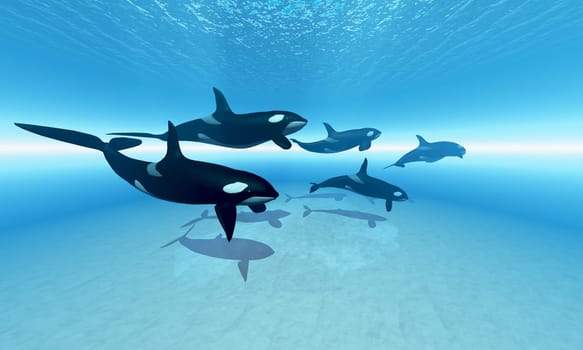 A pod of Orca whales hunt together for their next prey.