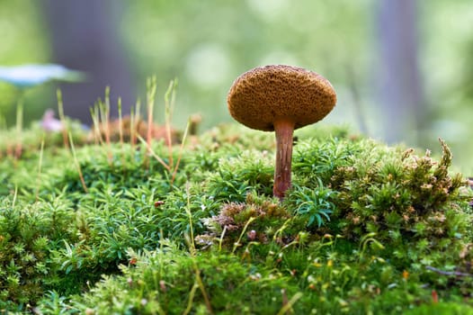 Mushroom on the forest floor in autumn