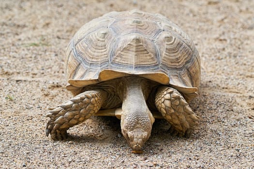 Spur turtle in the sand