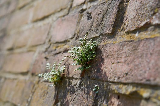 A plant's struggle for survival on a wall