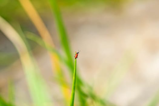 small red beetle observes the location