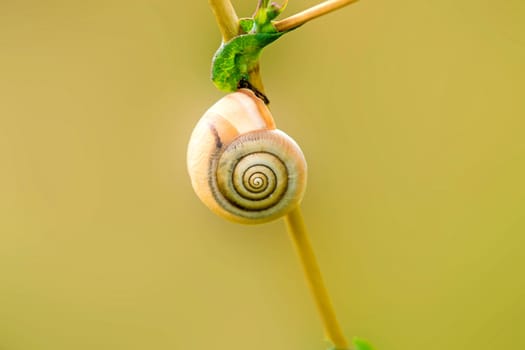 Grove snail,rest period on a blade of grass