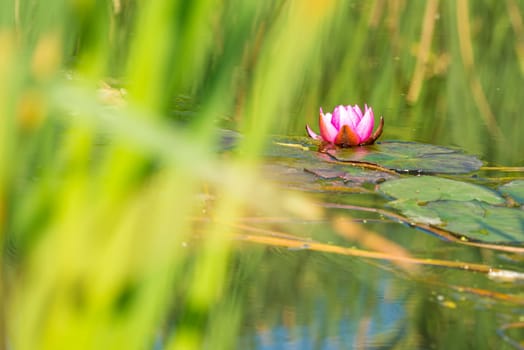 Water lily,red flower in a natural pond