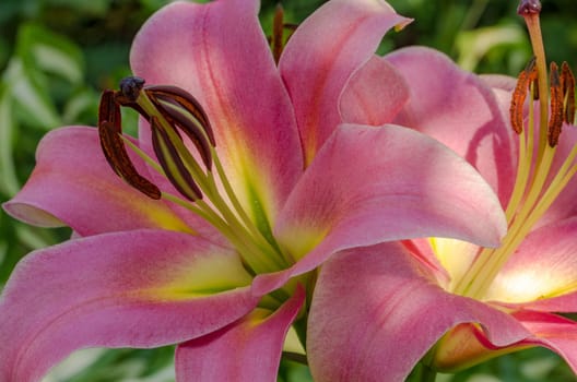 The blossom of a Lily flower in summer outdoor