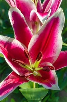 The blossom of a Lily flower in summer outdoor