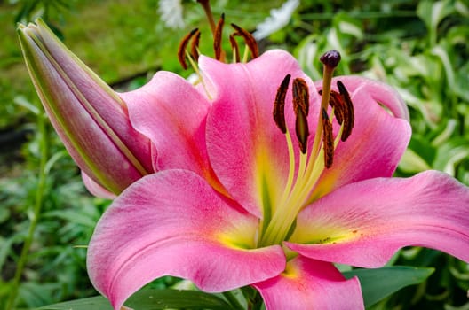 The blossom of a Lily flower in summer outdoor