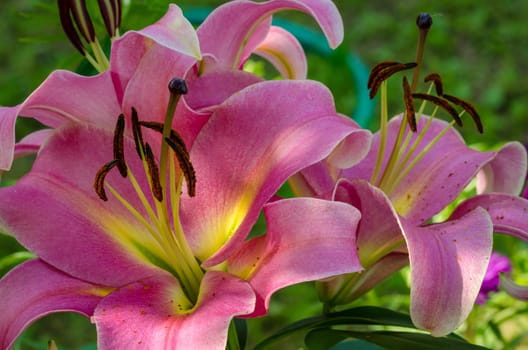 The blossom of a Lily flower in summer outdoor