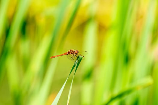 Blood-red heather dragonfly,Sympetrum sanguineum,male