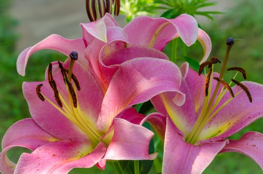 The blossom of a Lily flower in summer outdoor
