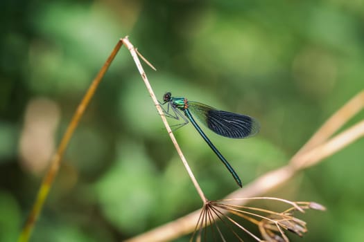 Male Banded Dragonfly - Calopteryx splendens in a Macro Shot - with Soft Bokeh - Vintage Look