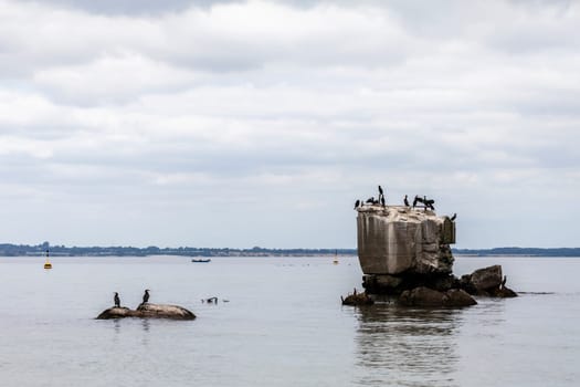 Cormorants on a crumbling ruin on the Baltic Sea