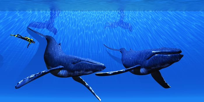 A scuba diver comes across two Humback whales in clear ocean waters.
