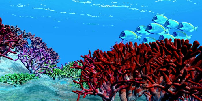 A group of Blue Tango fish swim among red coral formations along an ocean reef.