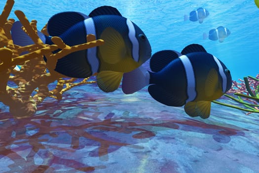 Two Yellowtail Clownfish hide among the reef corals from predators.