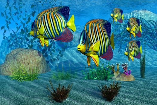A group of Royal Angelfish swim together along an ocean reef.