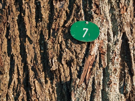 Full-format view of a deciduous tree bark with a struck number 7 on a green oval shield.