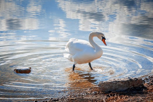Full-body view of a humpback swan (lat: Cygnus olor) on the shores of Lake Weissensee near the town of Füssen in Bavaria.