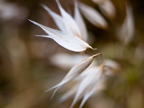 white flower heads petals blades close up unique  England  UK