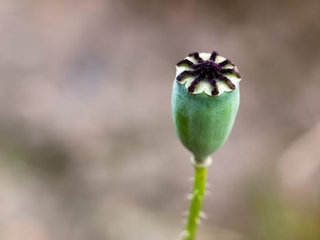 single unopened poppy flower head stamen brown background  England  UK