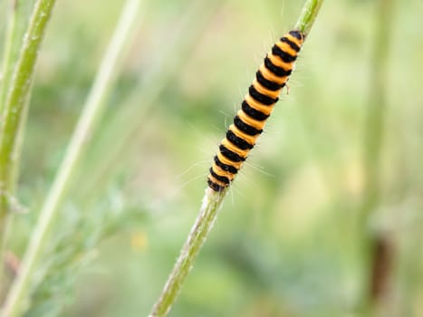 single yellow and black caterpillar crawling down green stem  England  UK