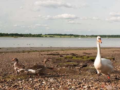 two bean geese and a mute swan on the beach shore look at camera  England  UK