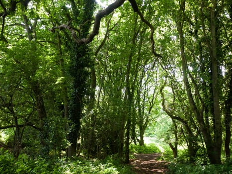 tree canopy leaves bark texture above in forest with light  England  UK
