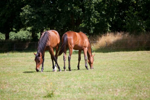 two young Holstein horses on a pasture eat grass