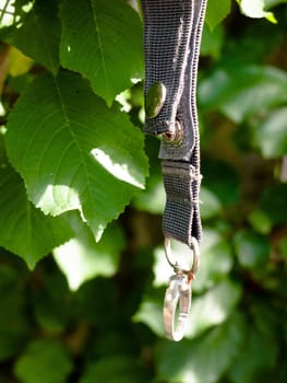 lost dog collar ring hanging on tree outside in light  England  UK