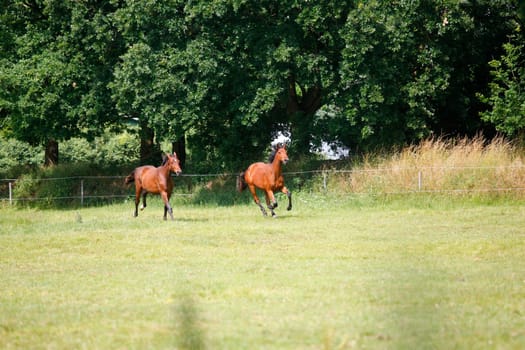 two young Holstein horses gallop on a pasture