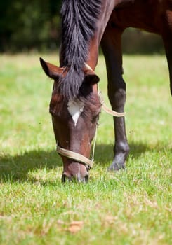 a brown horse in a pasture eats grass,close-up