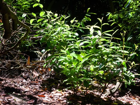 green leaves on branch shrub on forest floor  England  UK