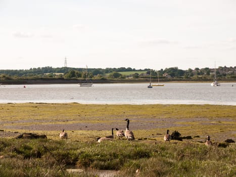bunch of canadian geese resting on shore line  England  UK