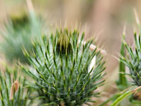 green spike spike spiky close up milk thistle bud detail  England