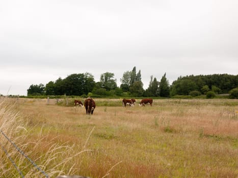 brown cows in a field farm land grass meadow overcast  England  UK