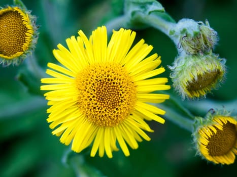 beautiful close up detail of small yellow wild flower sun  England  UK
