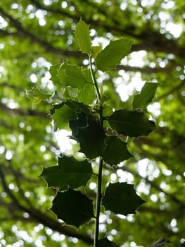 green leaves on tree overheard in forest above on branch  England  UK